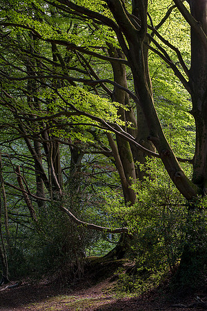 Summers evening in Eartham Wood.