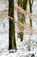 Snowfall, Selhurst Park Forest.