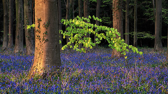 Spring, Wepham Wood.