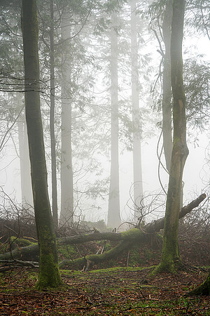 Clearing mist, Eartham Wood.