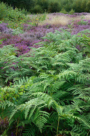Fern patterns and heather, Iping Common.