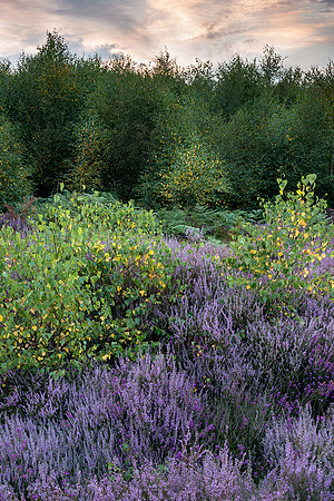 Summer glow, Iping Common.