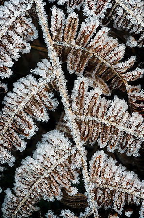 Frosted bracken study.