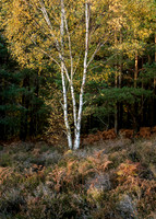 Autumn light, Hesworth Common.