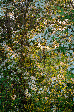 Hawthorn blossom.