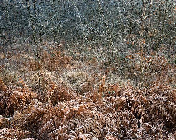 Nature's chaos, Hesworth Common.