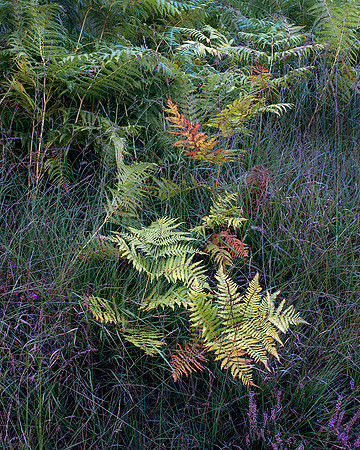 Fern and heather study, Iping Common.