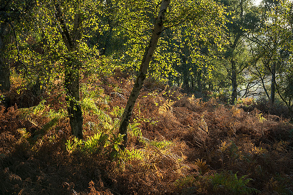 Autumn colour on Hesworth Common.
