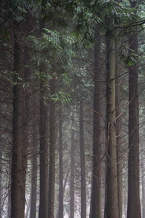 Above the forest floor, Eartham Wood.