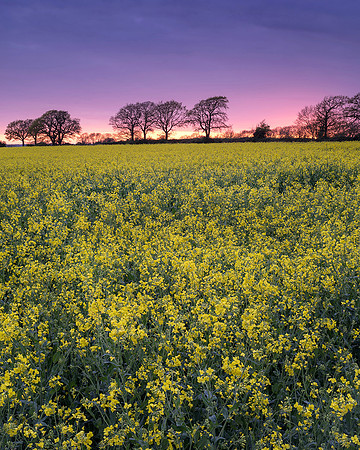 Afterglow at the edge of Wepham Wood.