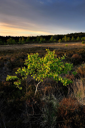 Spring on Lavington Common.