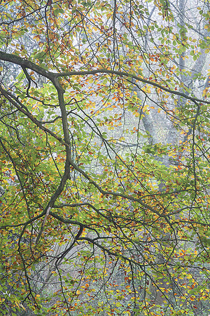 Tree study, Whiteways Lodge.