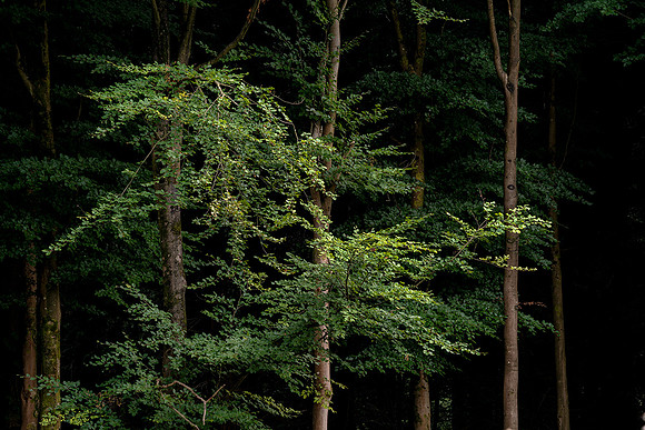 Forest edge, Eartham Wood.