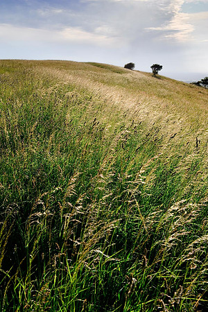 Summer evening, Ditchling Beacon.