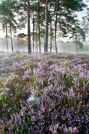 Summer heather, Lavington Common.