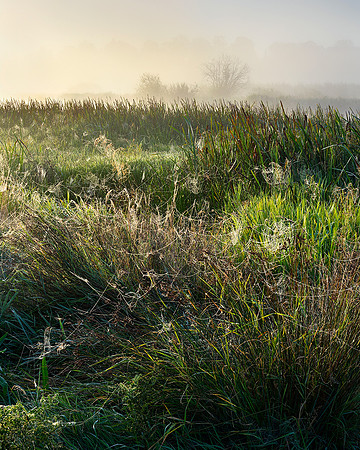 Dawn and cobwebs, Waltham Brooks.