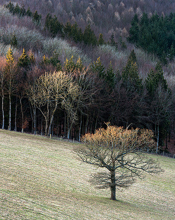 Winter view from the Trundle, Goodwood.