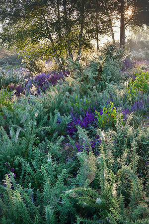Cobwebs and morning light, Iping Common.