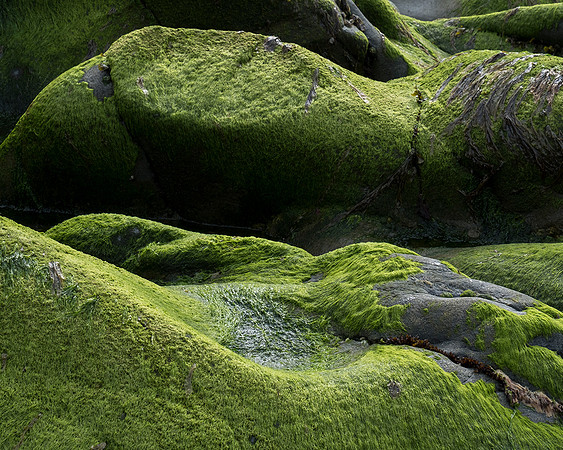 Form and texture, Trefin, Pembrokeshire.