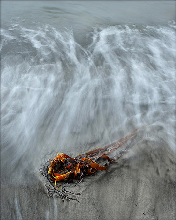 A spring of seaweed, Kimmeridge Bay, Dorset.