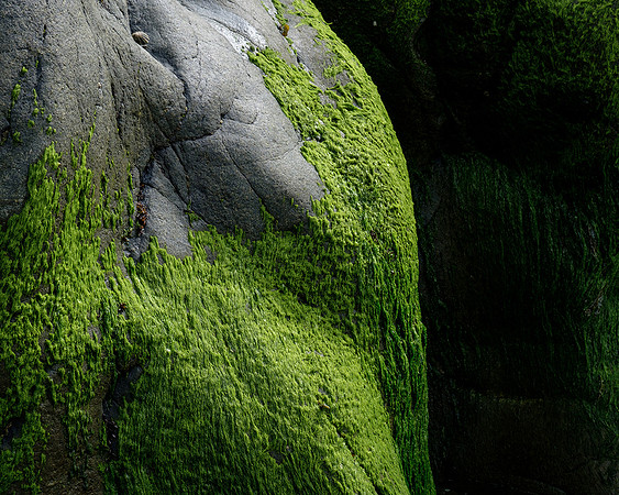 Rock and seaweed study, Trefin, Pembrokeshire.