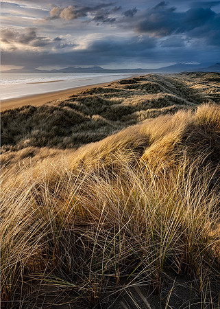 Dune system, Harlech Beach.