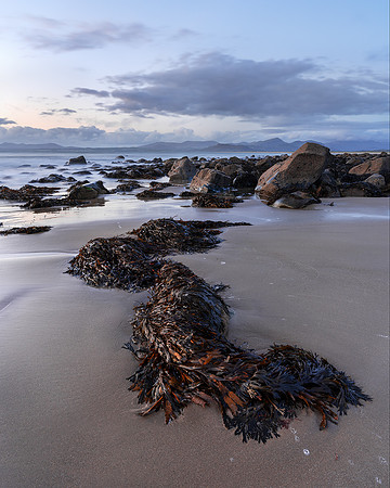 Mermaid, LLandanwg.