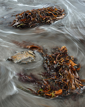 Seaweed on the tideline, Kimmeridge.