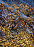 Blue and Gold, Bort-y-Gest
