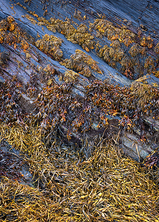 Blue and Gold, Bort-y-Gest