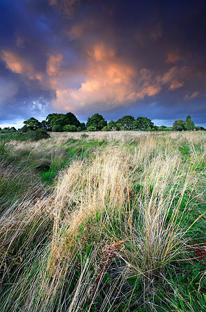 Waltham Brooks.