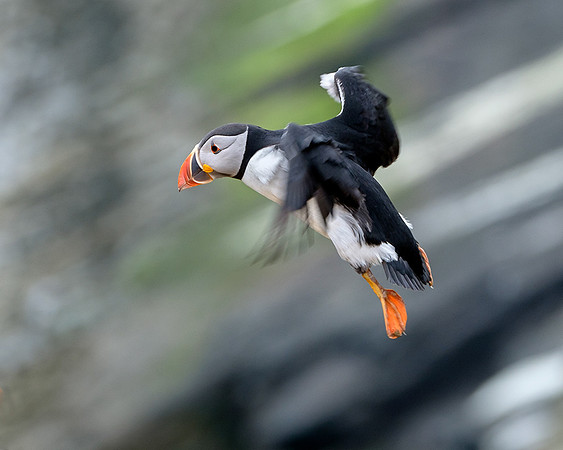 Inbound puffin.