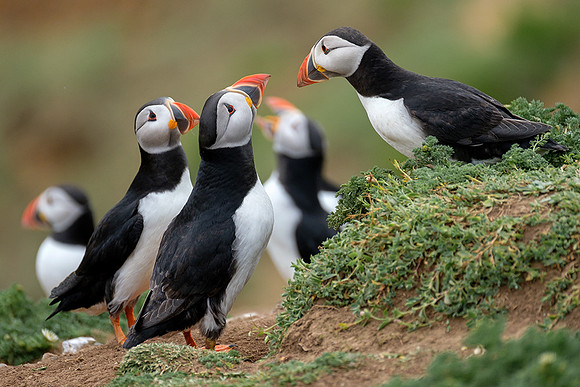Socialising puffins, Skomer.