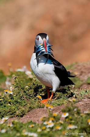 Puffin with sand eels, Pembrokeshire.