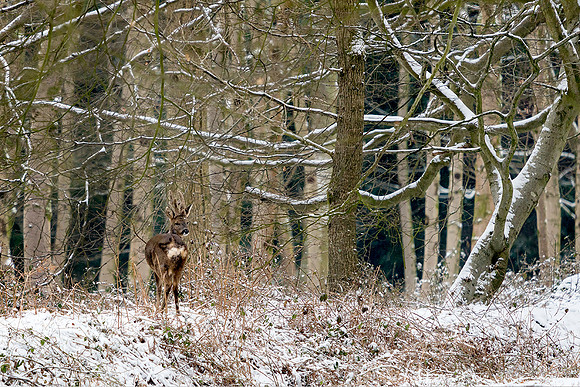 Roebuck encounter, Eartham Wood.