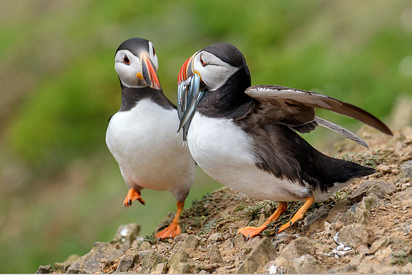 Puffins greeting.
