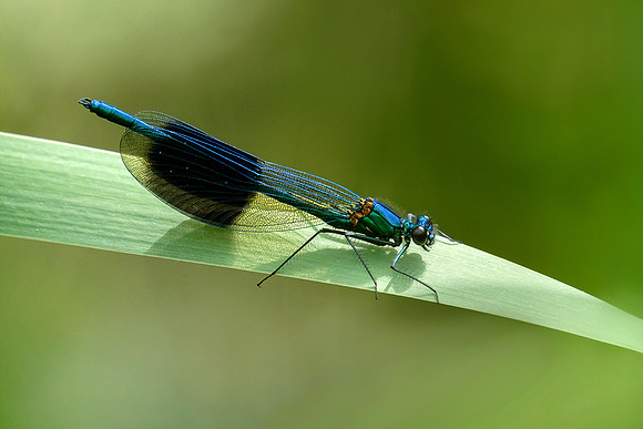 Banded demoiselle, a personal favourite.