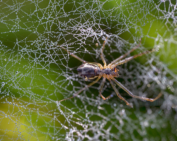 Spider in morning dew.