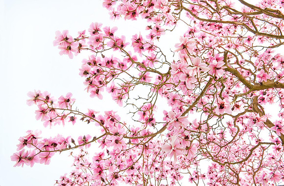Shocking pink Magnolia.