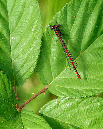 Natural duo tone study of a red damselfly.