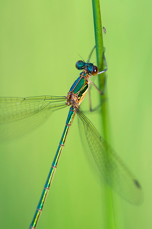 Emerald damselfly close up.