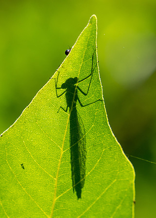 Banded demoiselle silhouette.