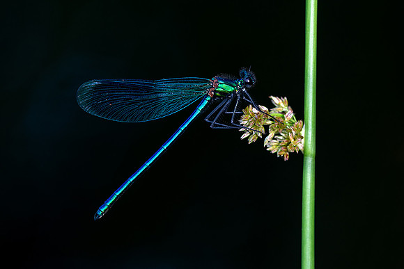 Banded demoiselle study.