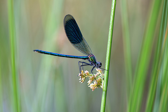 Banded demoiselle.