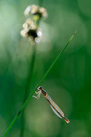 Emerald damselfly in early morning light.