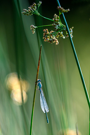 Emerald damselfly in habitat.