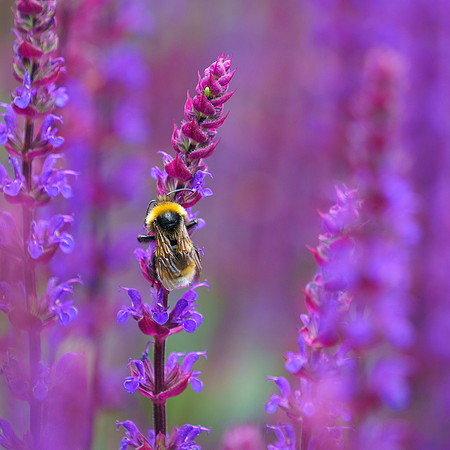 Amongst the salvia.