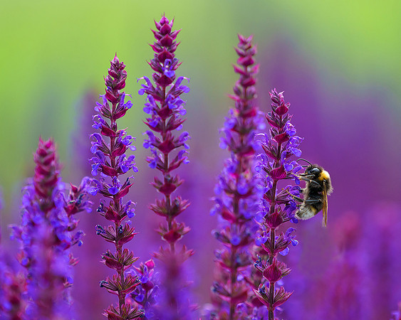 A favourite bee image.