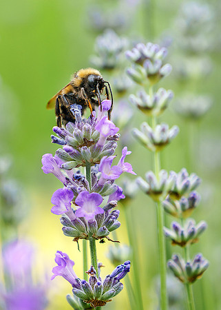 Bee on lavender.