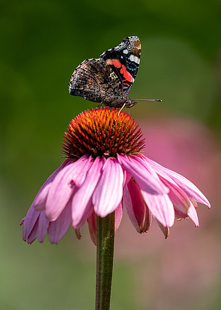 Summer garden red admiral.